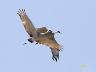 Sandhill Cranes 1522